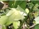 Sbocciano i primi fiori a casa Giavini in questo mese d'agosto