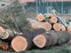 Gli alberi abbattuti al campo sportivo di Fagnano