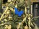 L'albero della Casa di Chiara tra i piccoli angeli con la farfalla