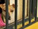 Rapporto Zoomafia: «Nel 2020 circa 1.510 procedimenti penali con 880 indagati per crimini contro gli animali»