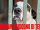“Una zampa per sempre” cerca aiuto per i suoi amici pelosi