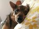 I cani più spaventati e diffidenti