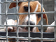 «A Legnano tanti in difficoltà economiche per il Covid: ci chiedono aiuto per curare o mantenere i loro animali»
