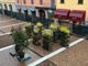 Via Cavallotti, arrivano le piante. Al lavoro sotto la pioggia
