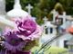 Boom di denunce di furto ai cimiteri di Busto: «Stiamo cercando soluzioni»