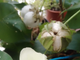 Il cotone fiorito a casa Tovaglieri