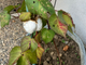 Autunno, fiorisce il cotone