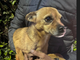 Cagnolina trovata a Sacconago, c’è il lieto fine