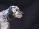 foto d'archivio - il cane sembrava un setter