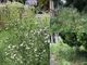 «Tagliate la foresta in via Macca»
