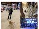 Giulia e Yumi, un legame speciale: così il titolo nazionale di agility arriva a Busto