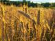Grano e mais, crollano i prezzi: in apprensione anche i cerealicoltori in provincia di Varese