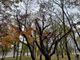 A sinistra la parte ancora sana dell'albero, a destra quella compromessa