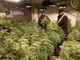 I carabinieri di Azzate scoprono e sequestrano una piantagione di marijuana