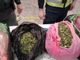 A Malpensa sequestrati 18 chili di Khat: arrestato un uomo