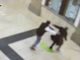Senza tetto rapinato in stazione a Busto: ecco il video dell'aggressione