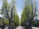 Primavera in viale Rimembranze