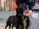 Zorro, il labrador dell'unità cinofila