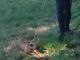Legato e abbandonato senza cibo e acqua in un campo: cagnolino salvato dalla polizia locale di Busto