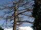 Cominciati al Parco ex Ila i lavori di manutenzione del verde. Abbattuti alberi morti e pericolosi