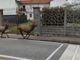 (foto tratta da facebook, Emilio Illiano). Nelle foto si vedono due cervi ma gli avvistamenti parlano con certezza di tre animali