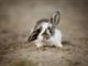 Soluzione casalinga per contrastare gli abbandoni di piccoli animali