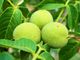 Le noci vanno raccolte ancora verdi