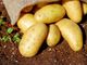 Carne e patate… senza carne