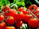Svizzera, seimila piantine di pomodori distrutte in aeroporto per un virus. Ecco come (e in parte l'esperienza Covid insegna)