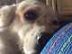 Thiago, il cane del sindaco di Samarate