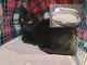 foto per cortesia del Gattile - Protezione animali di Legnano