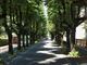Viale dei Tigli