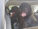 Due cani vagano per la strada. Li salva la Polizia locale di Busto
