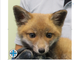 Il cucciolo assistito dall'Enpa di Milano - foto dalla pagina Facebook ufficiale