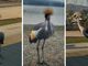 L'esemplare di Gru Coronata a passeggio alla Schiranna
