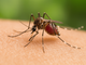 West Nile: 86enne muore nel Lazio, terza vittima in regione e sesta in Italia