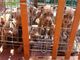 In gabbia sotto il sole, a Lecco salvati 10 cuccioli di pitbull amstaff In gabbia sotto il sole, a Lecco salvati 10 cuccioli di pitbull amstaff