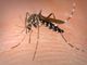 West Nile, Regione rassicura: «In Lombardia casi in linea con gli anni precedenti» West Nile, Regione rassicura: «In Lombardia casi in linea con gli anni precedenti»