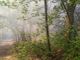 Incendio nel bosco di Vergiate (foto dalla pagina Facebook del sindaco) Incendio nel bosco di Vergiate (foto dalla pagina Facebook del sindaco)