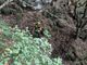 Ritrovati illesi due cercatori di funghi dispersi in val Vigezzo