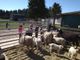 Foto tratta dalla pagina Facebook agriturismo Ai Boschi di Origgio