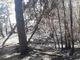 Incendio di Angera, tanti gli alberi pericolanti. Resta il divieto di accedere ai boschi di San Quirico