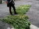 Coltivava nel giardino di casa delle piantine di marijuana: arrestato a Besozzo un 28enne