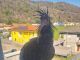 L'esemplare di Iris Eremita avvistato a Brissago Valtravaglia (foto da Luinonotizie.it)