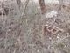 FOTO. Rifiuti abbandonati nell'area boschiva della zona industriale di Brunello