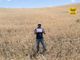 Adottare un campo di grano: “poesia di un amore” che diventa un’esperienza di umanità