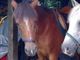 Casale Litta, ladri in azione in zona Gaggio: sparisce un cavallo