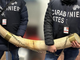 Tradate, sequestrate due zanne di elefante africano