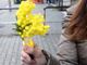 Festa della Donna, in provincia di Varese oltre 6 su 10 regalano la mimosa: i prezzi oscillano tra i 5 e i 20 euro