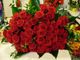 San Valentino 2022, un italiano su due regalerà fiori: rose, orchidee e ciclamini i più richiesti